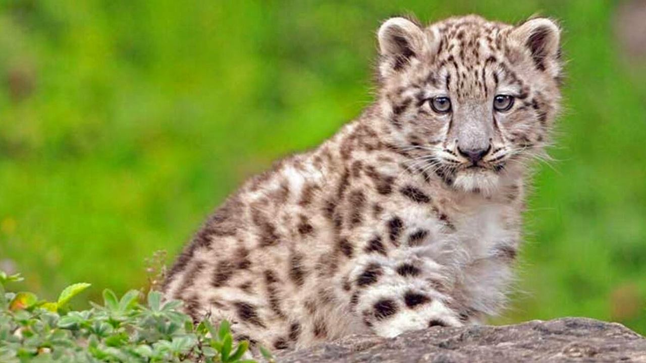 Leopard cub guwahati assam