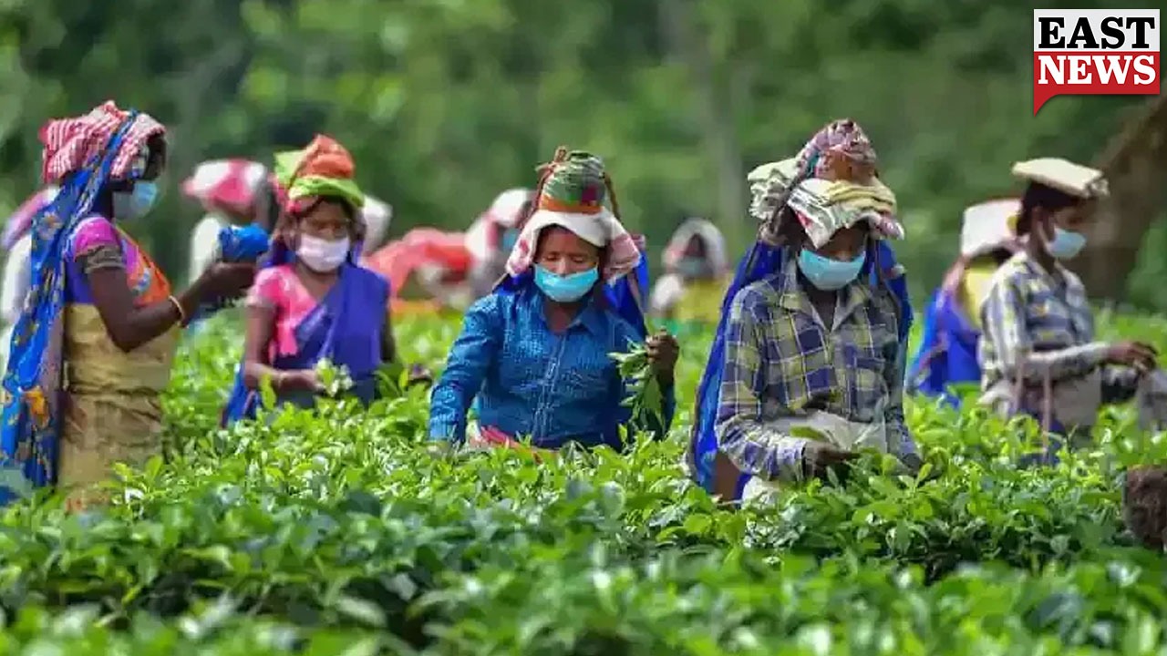 tea garden workers