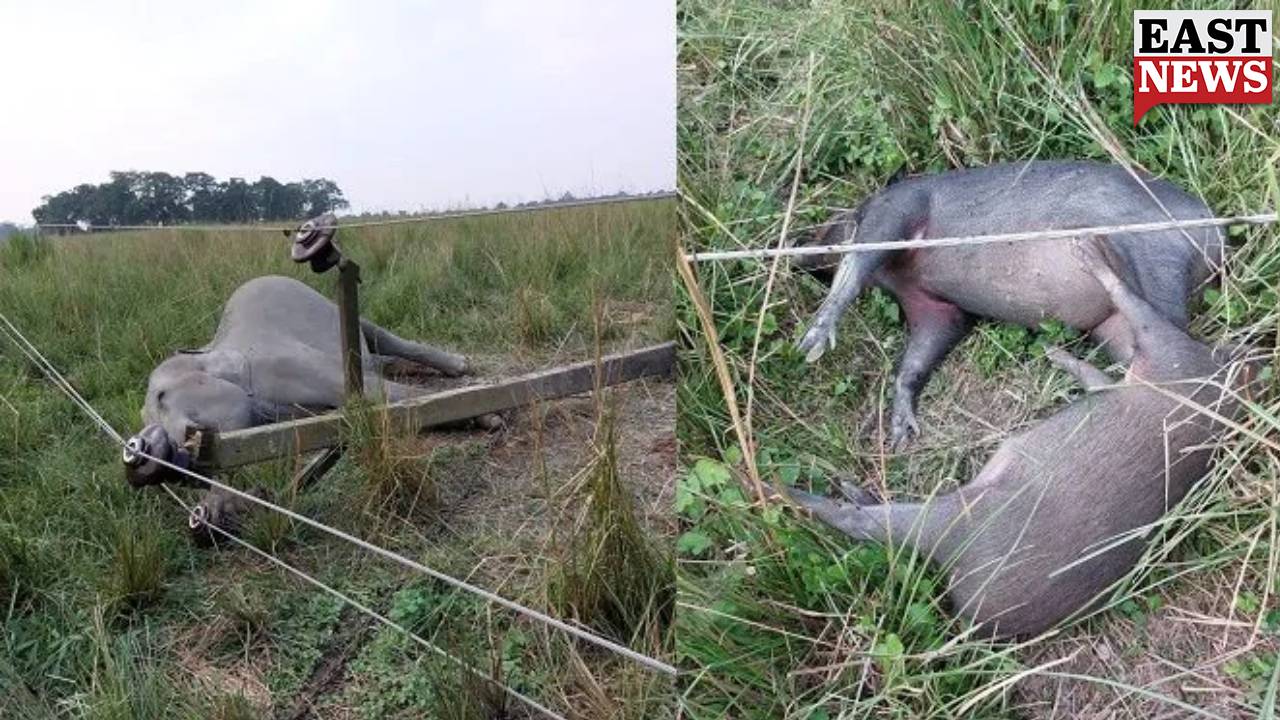 1 elephant, 2 wild boars & 1 swamp deer electrocuted at Kaziranga