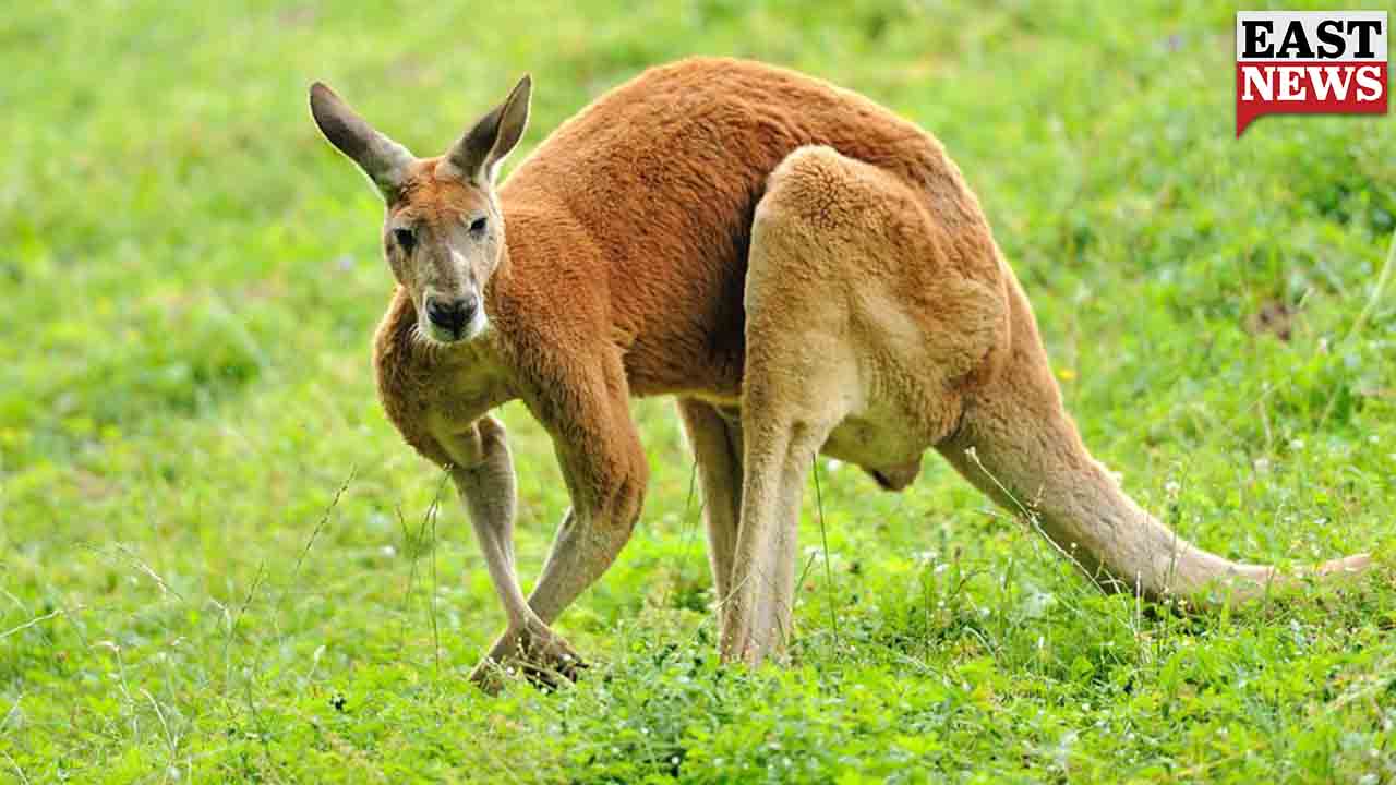 Cops rescues smuggled Kangaroo from Assam-Bengal Border